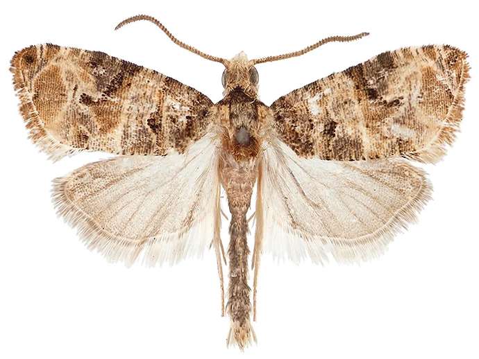 Ευδεμίδα της αμπέλου